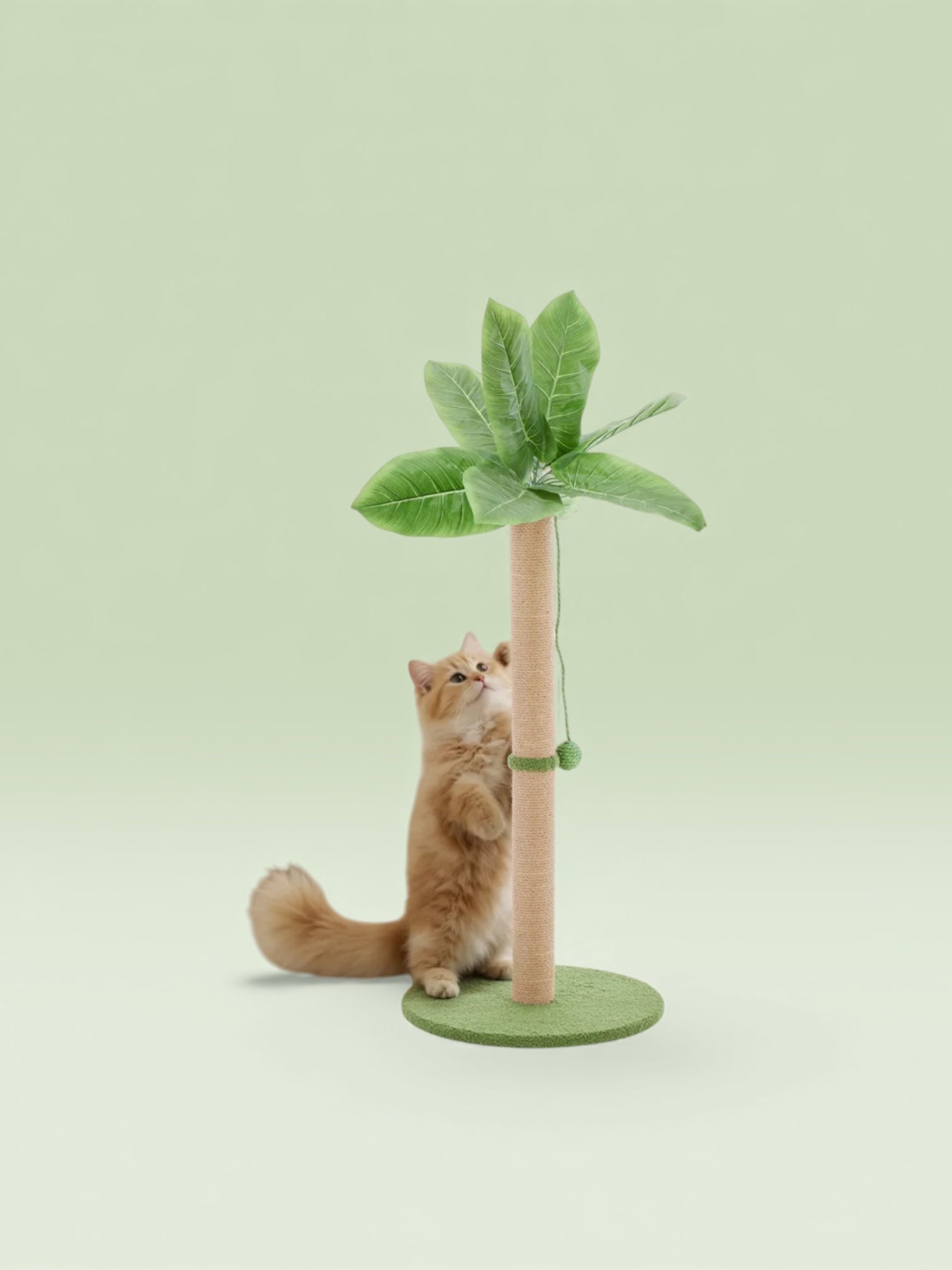 Indoor Oasis Cat Scratching Post  33" Tall with Dangling Toy Ball